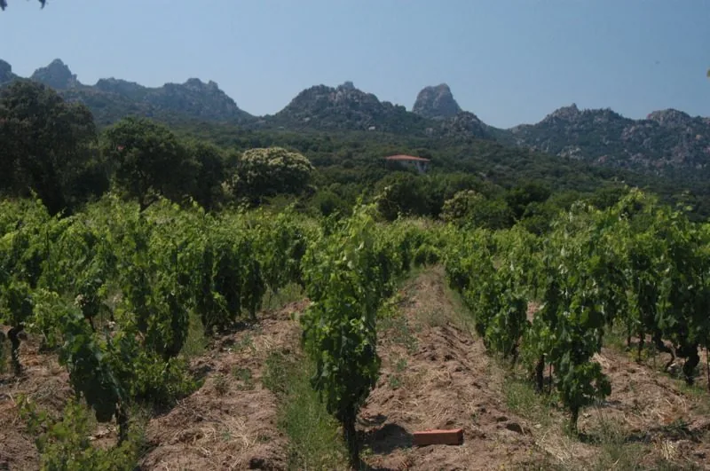 Filari di vite in Gallura ai piedi di colline di granito ricoperte di macchia mediterranea